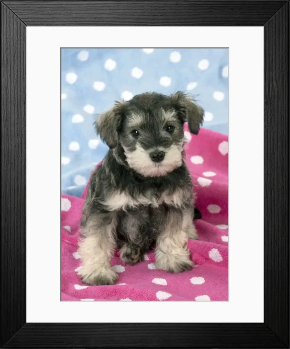 Framed Print : Picture No. 10899951 Framed Print : Picture No. 10899951