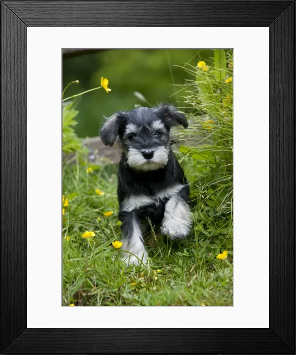 Framed Print : Picture No. 10899953 Framed Print : Picture No. 10899953