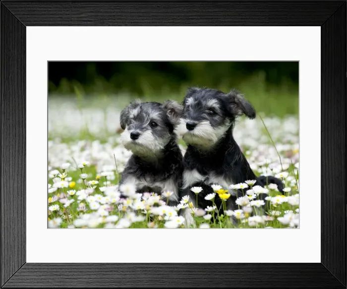 Framed Print : Picture No. 10899957 Framed Print : Picture No. 10899957
