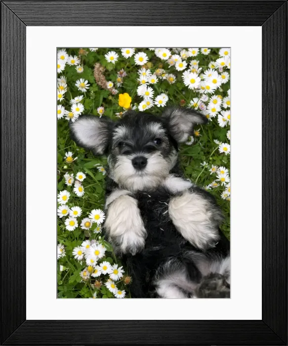 Framed Print : Picture No. 10899958 Framed Print : Picture No. 10899958
