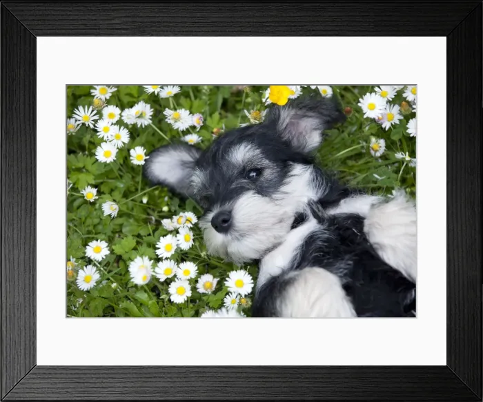 Framed Print : Picture No. 10899959 Framed Print : Picture No. 10899959