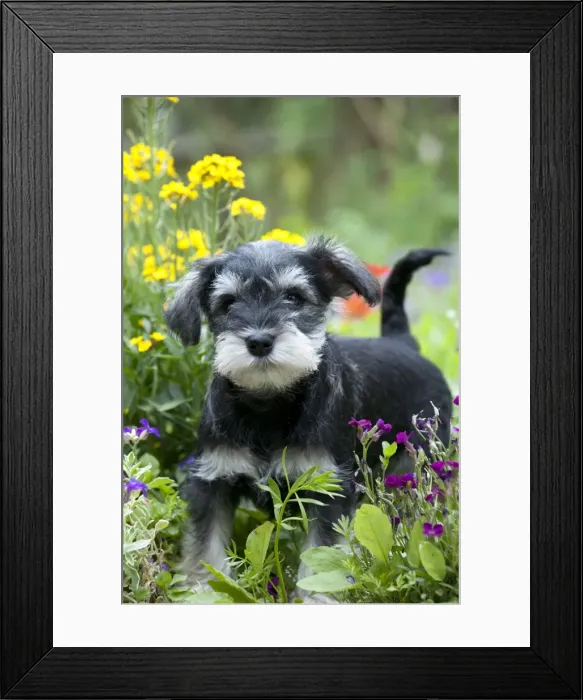 Framed Print : Picture No. 10899960 Framed Print : Picture No. 10899960