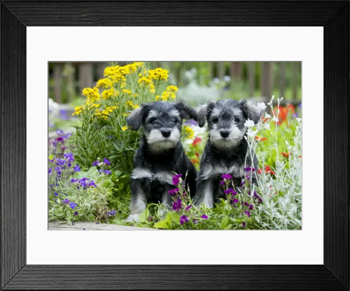 Framed Print : Picture No. 10899963 Framed Print : Picture No. 10899963