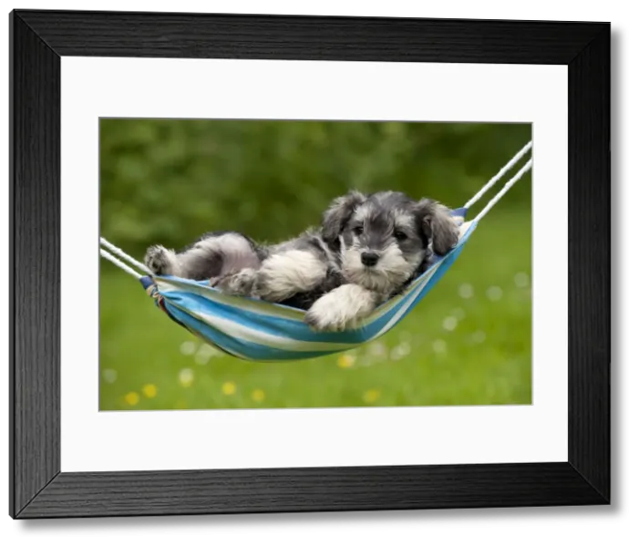 Framed Print : Picture No. 10899964 Framed Print : Picture No. 10899964