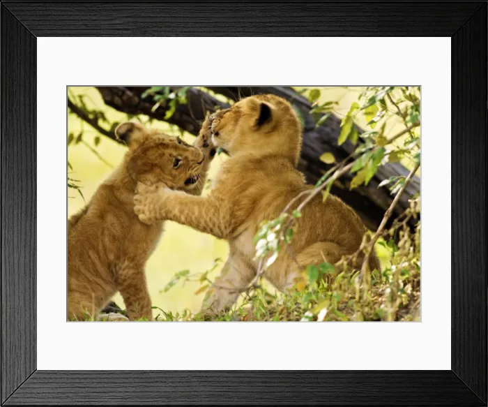 Framed Print : Picture No. 10899681 Framed Print : Picture No. 10899681