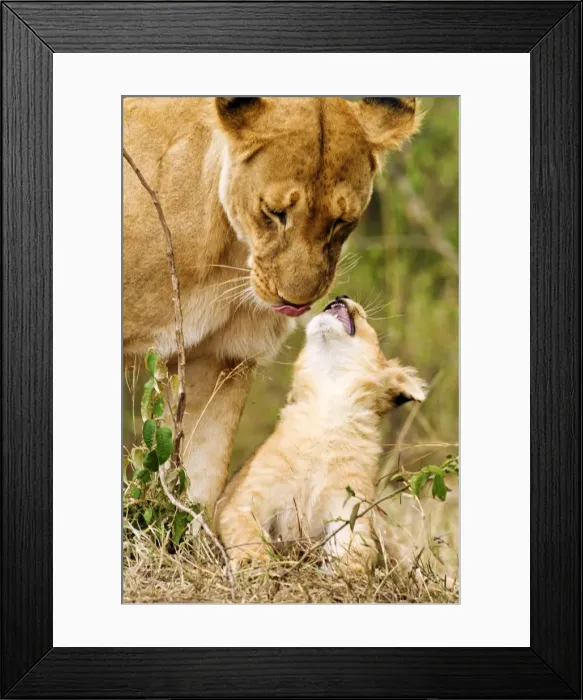 Framed Print : Picture No. 10899729 Framed Print : Picture No. 10899729