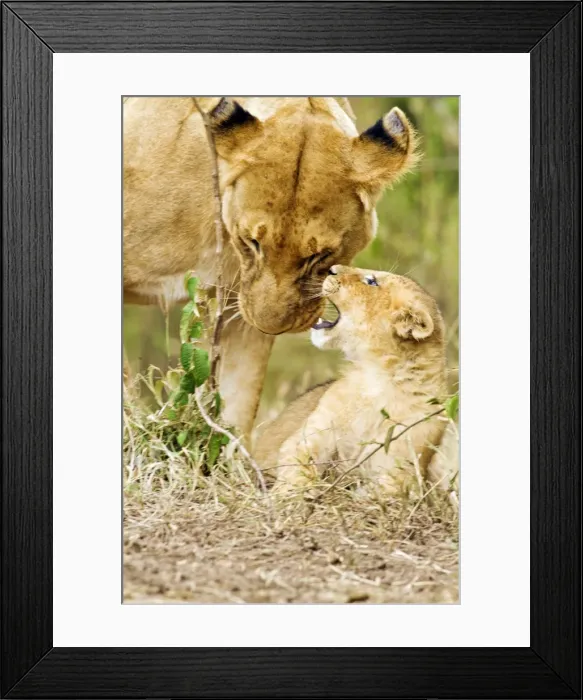 Framed Print : Picture No. 10899730 Framed Print : Picture No. 10899730