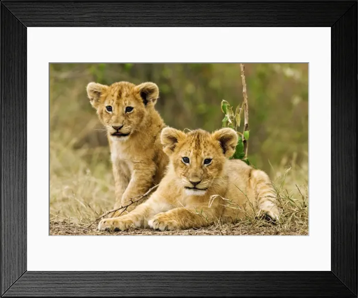 Framed Print : Picture No. 10899734 Framed Print : Picture No. 10899734