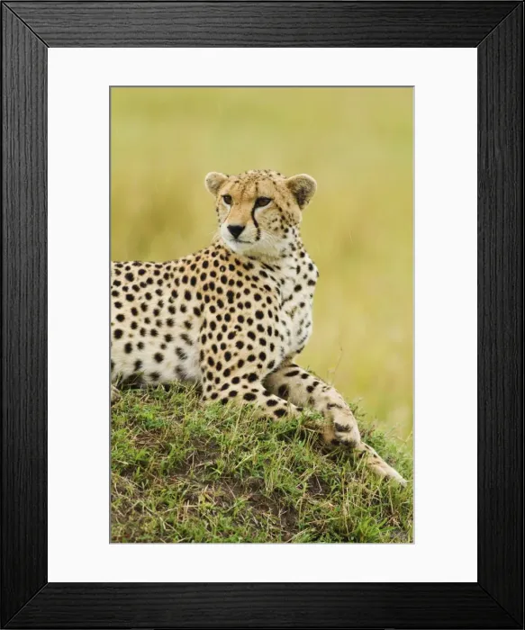 Framed Print : Picture No. 10899746 Framed Print : Picture No. 10899746