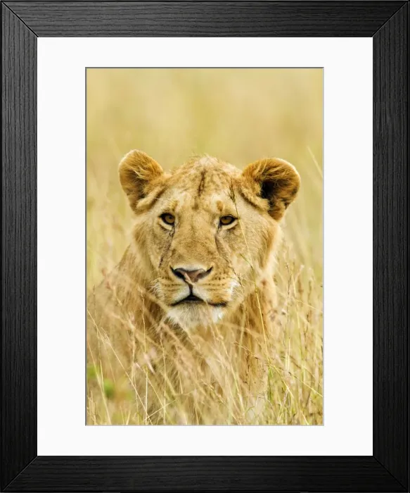Framed Print : Picture No. 10899747 Framed Print : Picture No. 10899747