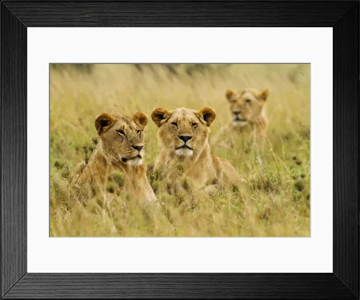 Framed Print : Picture No. 10899748 Framed Print : Picture No. 10899748