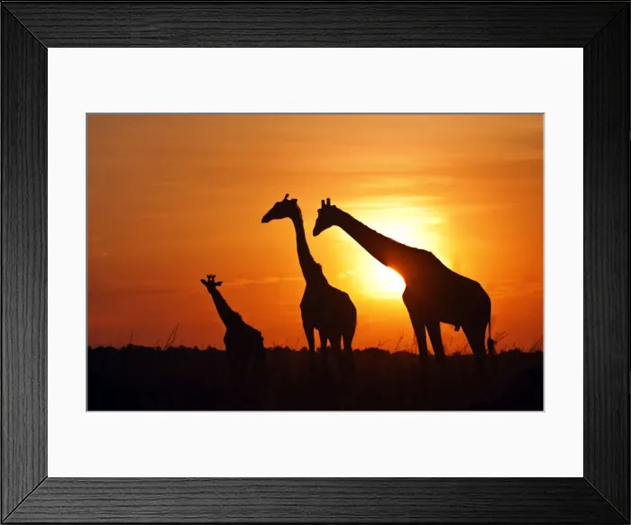 Framed Print : Picture No. 10899753 Framed Print : Picture No. 10899753