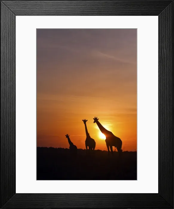 Framed Print : Picture No. 10899754 Framed Print : Picture No. 10899754