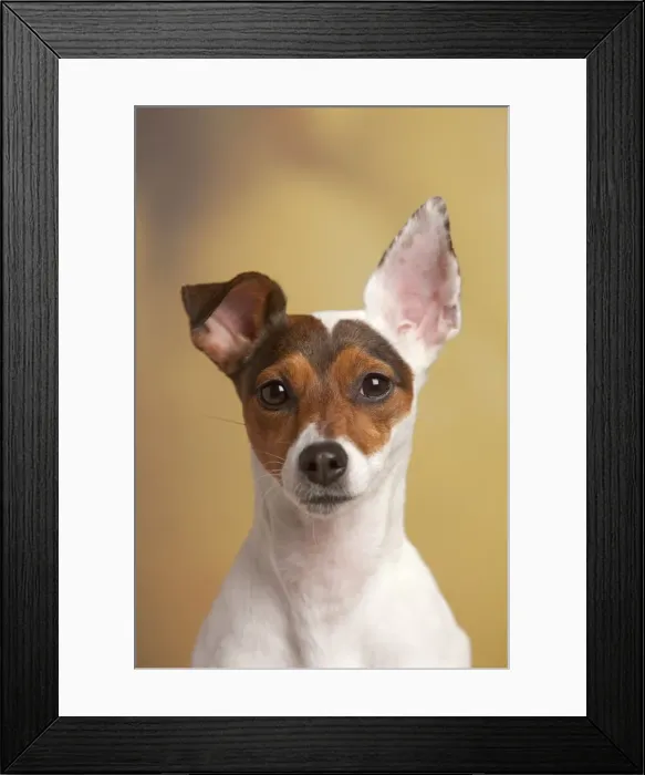 Framed Print : Picture No. 10898277 Framed Print : Picture No. 10898277
