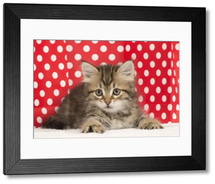 Framed Print : Picture No. 10898432