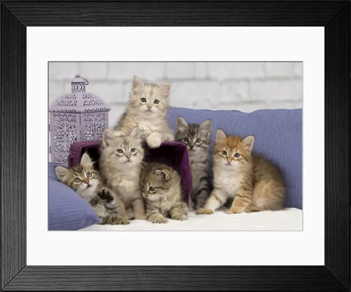 Framed Print : Picture No. 10898460 Framed Print : Picture No. 10898460