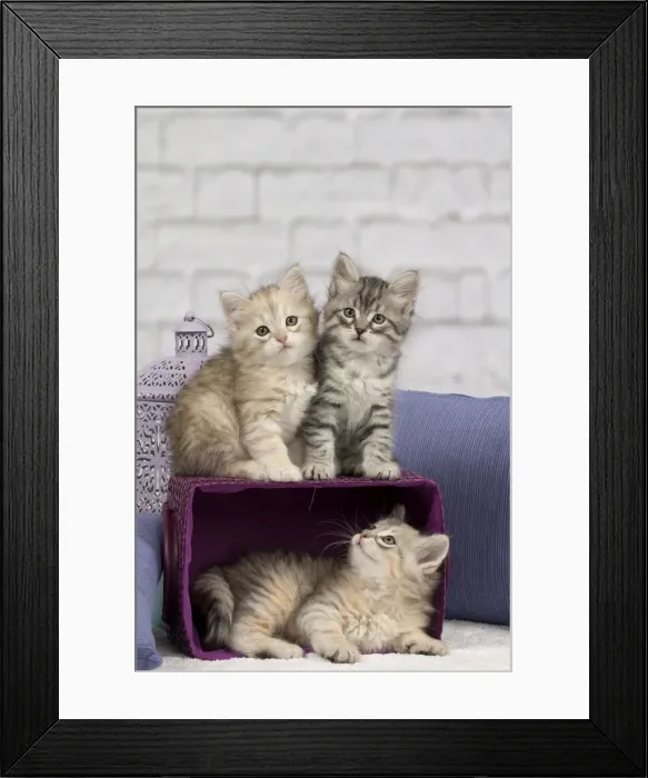 Framed Print : Picture No. 10898463 Framed Print : Picture No. 10898463