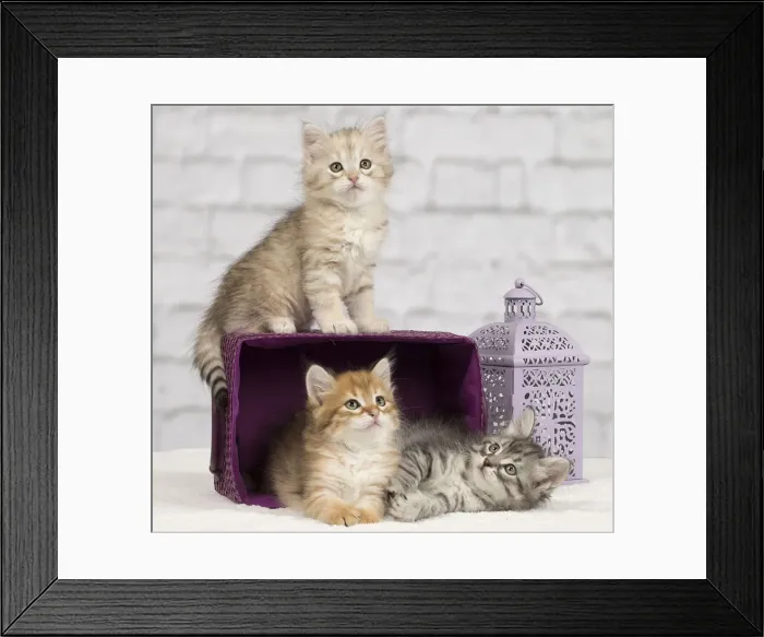 Framed Print : Picture No. 10898465 Framed Print : Picture No. 10898465