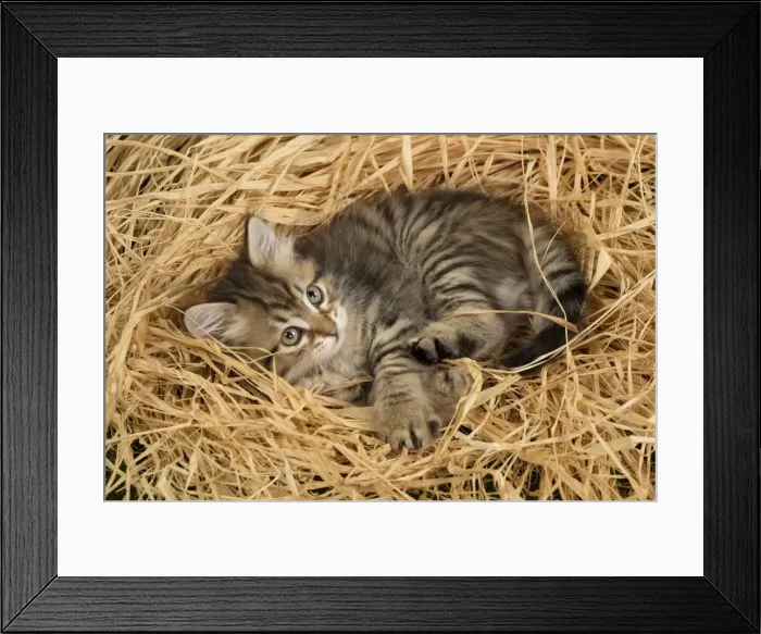 Framed Print : Picture No. 10898467 Framed Print : Picture No. 10898467