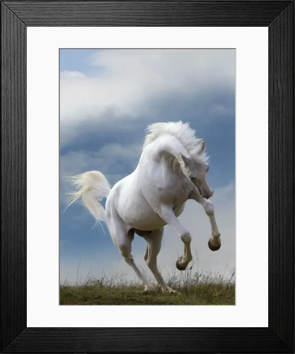 Framed Print : Picture No. 10898693 Framed Print : Picture No. 10898693