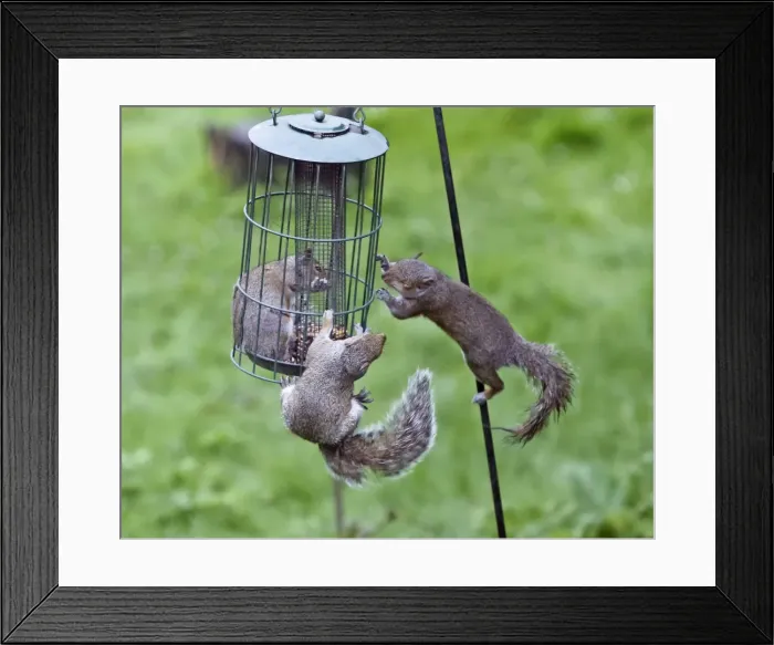 Framed Print : Picture No. 10898920 Framed Print : Picture No. 10898920