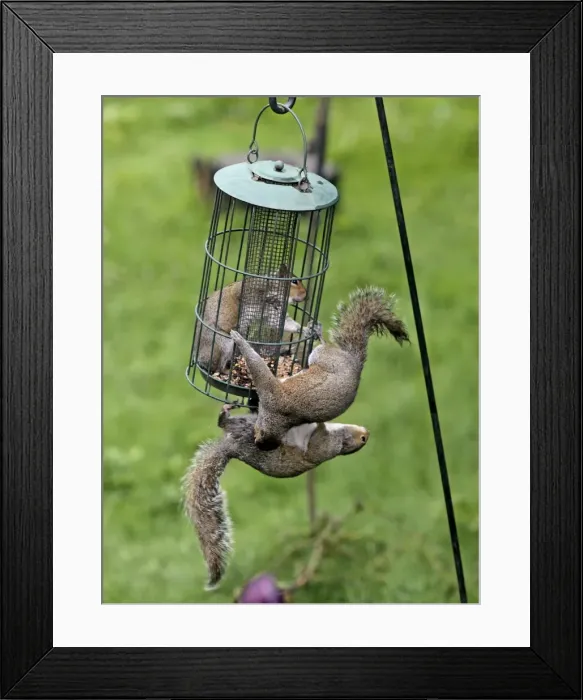 Framed Print : Picture No. 10898921 Framed Print : Picture No. 10898921