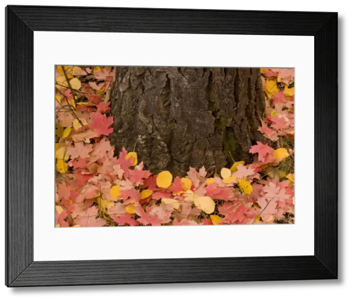Framed Print : Picture No. 10899452 Framed Print : Picture No. 10899452