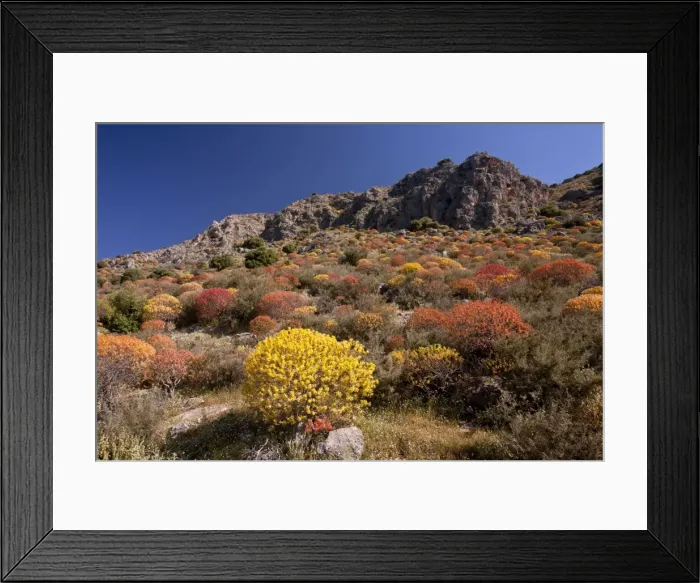 Framed Print : Picture No. 10899485 Framed Print : Picture No. 10899485