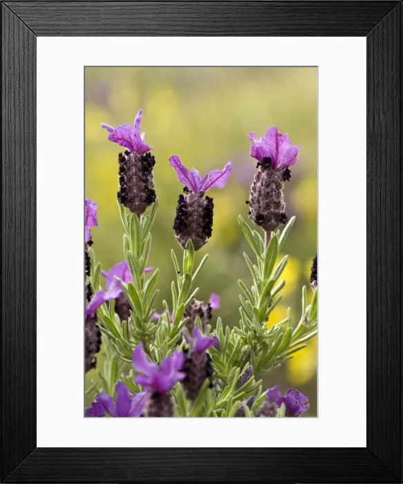 Framed Print : Picture No. 10899533 Framed Print : Picture No. 10899533