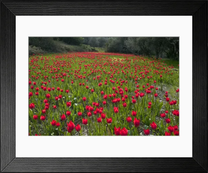 Framed Print : Picture No. 10899546 Framed Print : Picture No. 10899546