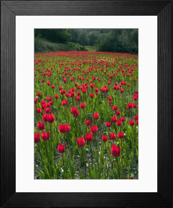 Framed Print : Picture No. 10899547 Framed Print : Picture No. 10899547