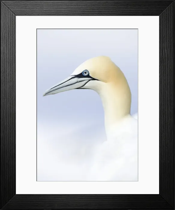 Framed Print : Picture No. 10899789 Framed Print : Picture No. 10899789