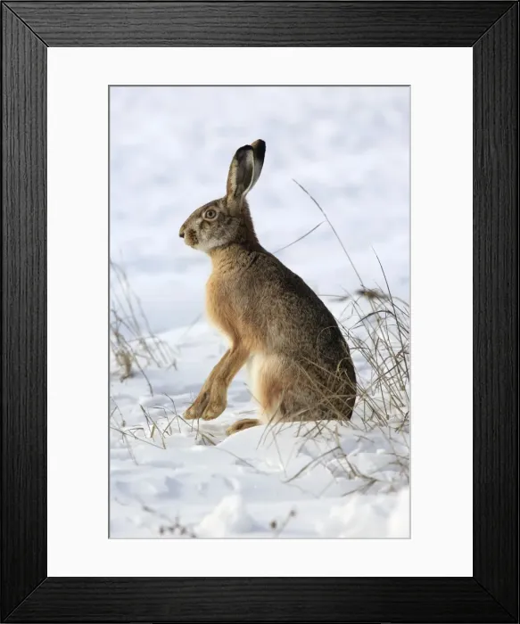 Framed Print : Picture No. 10899392 Framed Print : Picture No. 10899392
