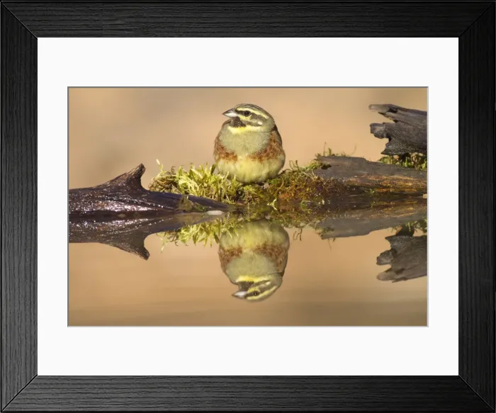 Framed Print : Picture No. 10898513 Framed Print : Picture No. 10898513