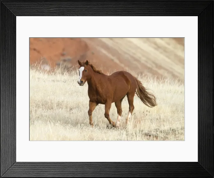 Framed Print : Picture No. 10898550 Framed Print : Picture No. 10898550