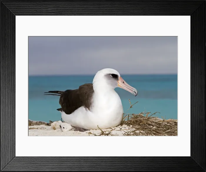 Framed Print : Picture No. 10898604 Framed Print : Picture No. 10898604