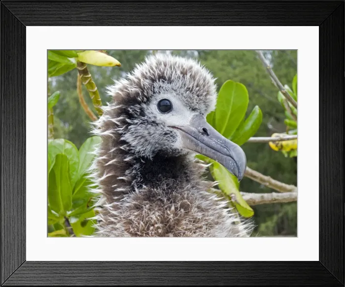 Framed Print : Picture No. 10898628 Framed Print : Picture No. 10898628