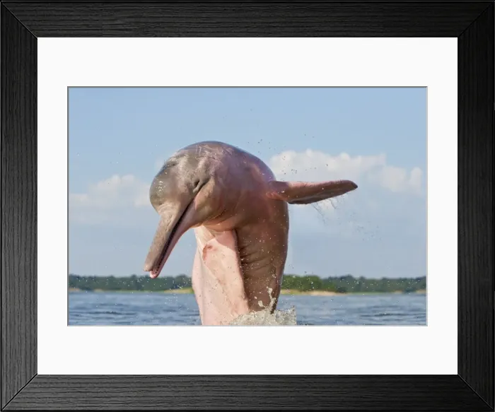 Framed Print : Picture No. 10898962 Framed Print : Picture No. 10898962