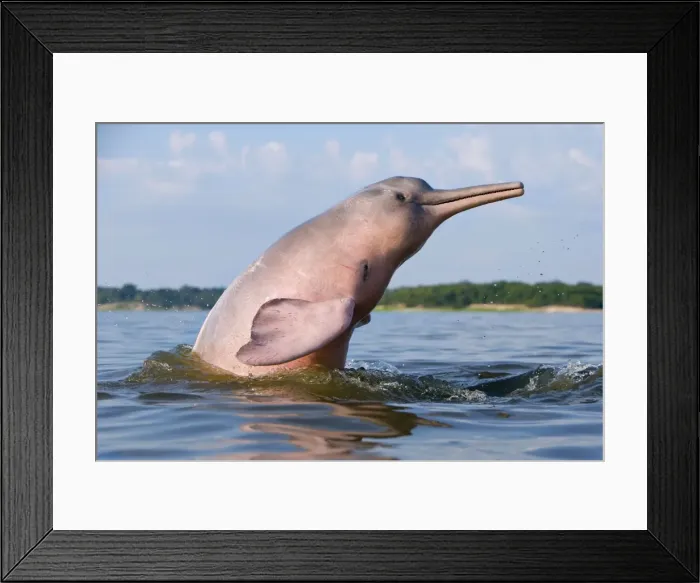 Framed Print : Picture No. 10898963 Framed Print : Picture No. 10898963