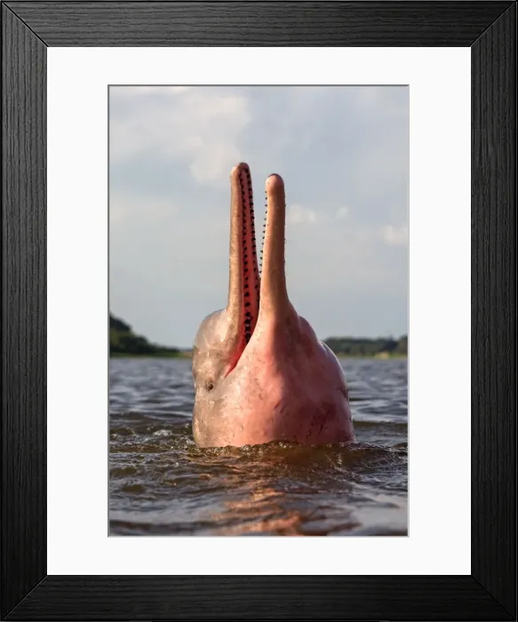 Framed Print : Picture No. 10898968 Framed Print : Picture No. 10898968