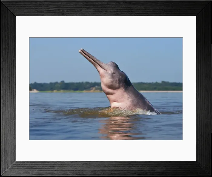 Framed Print : Picture No. 10898970 Framed Print : Picture No. 10898970
