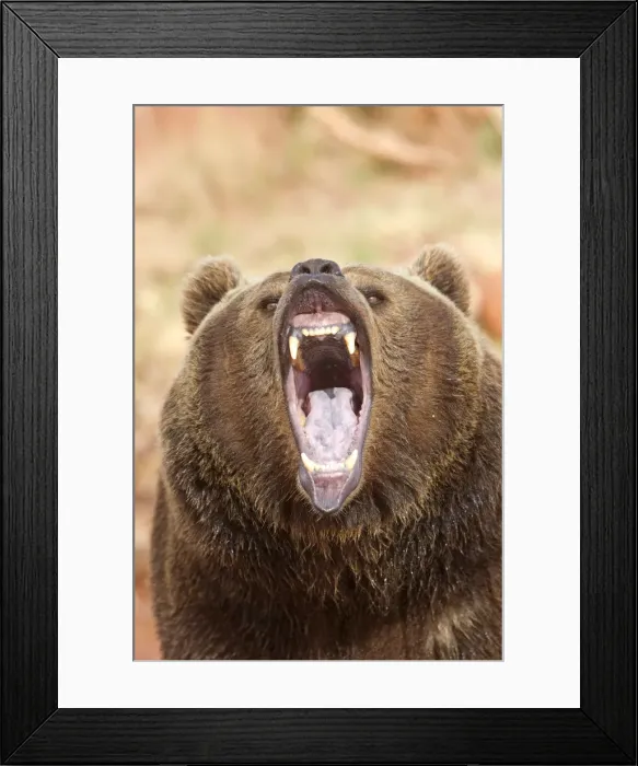 Framed Print : Picture No. 10898999 Framed Print : Picture No. 10898999