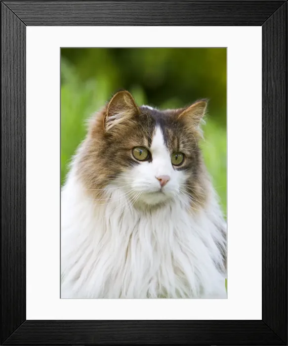 Framed Print : Picture No. 10899030 Framed Print : Picture No. 10899030