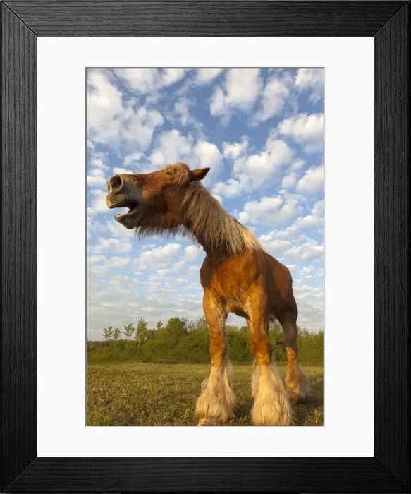 Framed Print : Picture No. 10899034 Framed Print : Picture No. 10899034