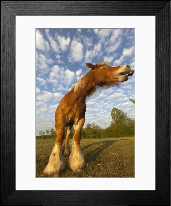 Framed Print : Picture No. 10899035 Framed Print : Picture No. 10899035