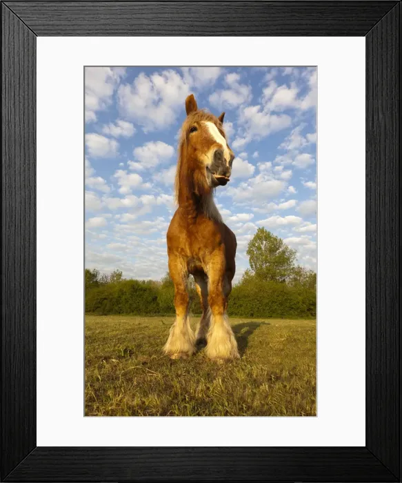 Framed Print : Picture No. 10899036 Framed Print : Picture No. 10899036