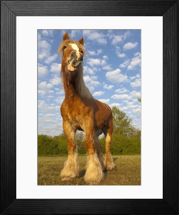 Framed Print : Picture No. 10899037 Framed Print : Picture No. 10899037