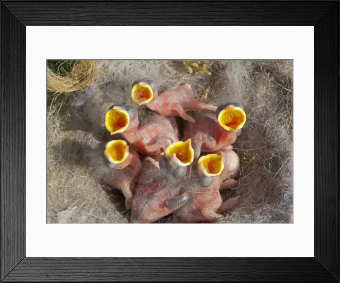Framed Print : Picture No. 10899095 Framed Print : Picture No. 10899095