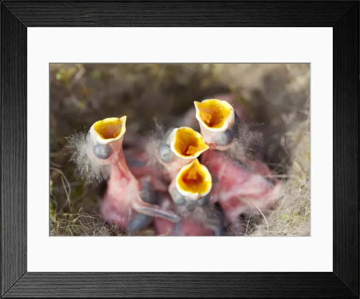Framed Print : Picture No. 10899096 Framed Print : Picture No. 10899096