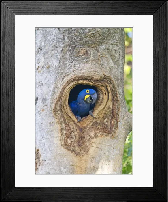Framed Print : Picture No. 10899138 Framed Print : Picture No. 10899138
